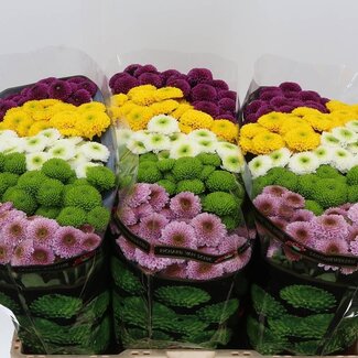Freshy Chrysanthemum Chrysant Santini Pompon Gemengd | Kleur: Gemengde Kleuren | Lengte ± 55 centimeter | Per 25 stelen verse bloemen