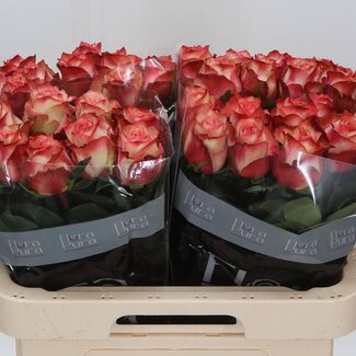 Freshy Rosen “Attraction” | Farbe: Rot | Länge ± 60 centimeter | Pro 10 Rosen