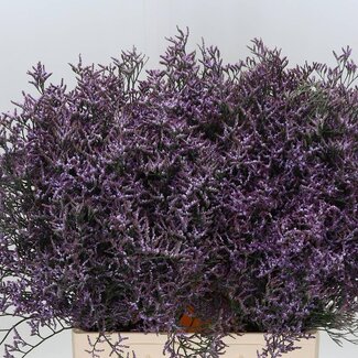 Freshy Limonium Safora “Lilac” | Kleur: Paars | Lengte ± 70 centimeter | Per 25 stelen verse bloemen