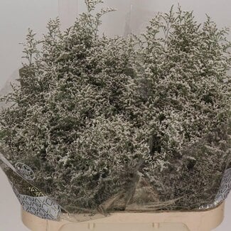 Freshy Limonium Misty White
