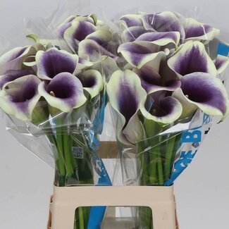 Freshy Zantedeschia Calla “Captain Ranomi” | Farbe: Lila | Länge ± 65 centimeter | Pro 10 frische Blumen