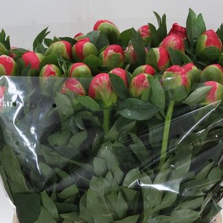 Freshy Paeonia L Coral Sunset