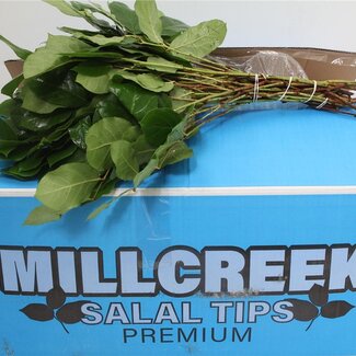 Freshy Salal Tips Feuille de Pomme | Couleur: Vert | Longueur ± 40 centimètre | Par 5 bouquets