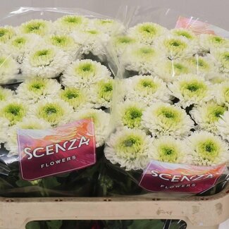 Freshy Deco Chrysanthemum Chrysant “Alibaba” | Kleur: Wit | Lengte ± 70 centimeter | Per 10 verse bloemen
