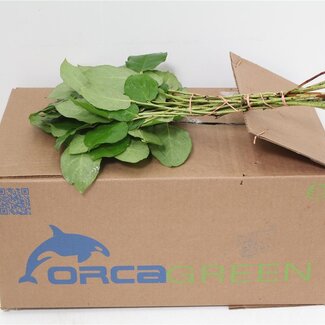 Freshy Salal Mini | Farbe: Grün | Länge ± 35 centimeter | Gewicht 150 gram | Pro 5 Bündel