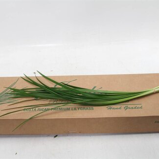 Freshy Lilly Grass (p. bos)