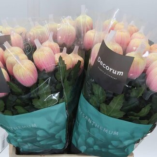 Freshy Deco Chrysanthemum Chrysant “Antonov” Kleurbehandeld Soft Peach | Kleur: Perzik | Lengte ± 65 centimeter | Per 10 verse bloemen