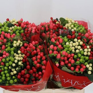 Freshy Hypericum Rainbow Romance Gem In Fust