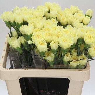 Freshy Anjer Kort Hermes