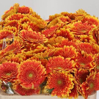 Freshy Germini Aqua “Franky” | Kleur: Geeloranje | Lengte ± 50 centimeter | Per 20 verse bloemen