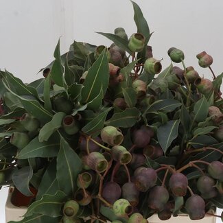 Freshy Eucalyptus Bell Gum