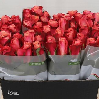 Freshy Rosen “Helene” | Farbe: Rosa | Länge ± 60 centimeter | Pro 10 Rosen