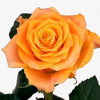 Freshy Rosa Marie-claire