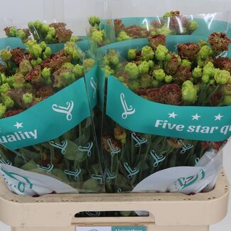 Freshy Eustoma Gevuld Rosan Terracot