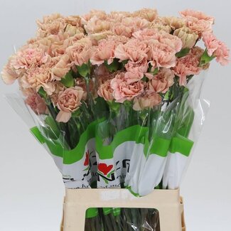 Freshy Anjer Lang Caramel