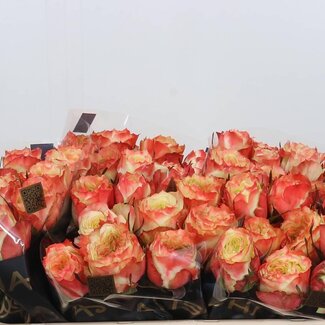 Freshy Rosen “Adventure” | Farbe: Rot | Länge ± 50 centimeter | Pro 10 Rosen