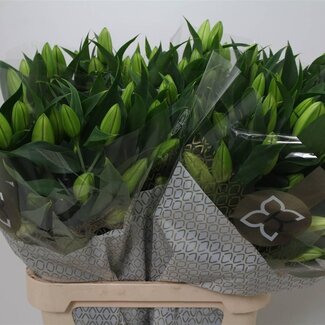 Freshy Lelie Oriental Aqua Signum