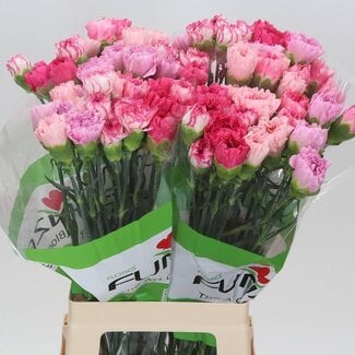 Freshy Lange Anjer “Rainbow Pink” | Kleur: Gemengde Kleuren | Lengte ± 70 centimeter | Per 20 verse bloemen