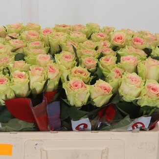 Freshy Rosa Top Gear