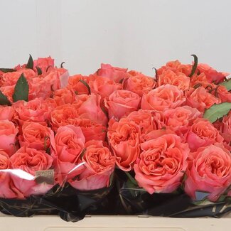 Freshy Rosa Blushing Reeva