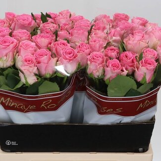 Freshy Rosa Seductive