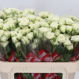 Freshy Trosrozen “Snowflake” | Kleur: Wit | Lengte ± 70 centimeter | Per 10 trosrozen