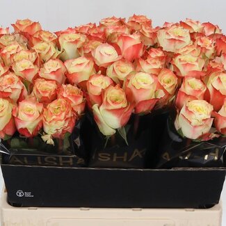 Freshy Rosa Adventure