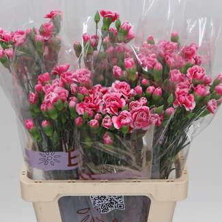 Freshy Trosanjer Cosmocherry