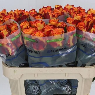 Freshy Rozen “Silantoi” | Kleur: Oranje | Lengte ± 70 centimeter | Per 10 rozen