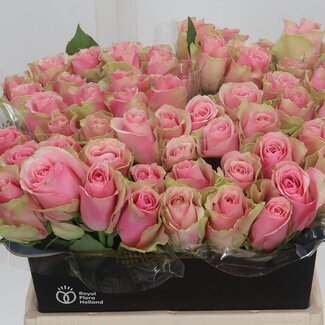 Freshy Rosa Belle Rose