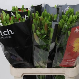 Freshy Lelie Longiflorum x Aziatische Lelie Aqua “Heartstrings” | Kleur: Rood | Lengte ± 90 centimeter | Per 10 stelen verse bloemen