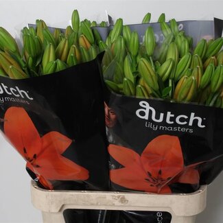 Freshy Lelie Longiflorum x Aziatische Lelie Aqua “Sunderland” | Kleur: Oranje | Lengte ± 90 centimeter | Per 10 stelen verse bloemen