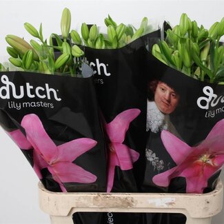 Freshy Lelie Longiflorum x Aziatische Lelie Aqua “Brindisi” | Kleur: Roze | Lengte ± 90 centimeter | Per 10 stelen verse bloemen