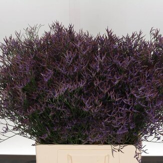 Freshy Limonium Saf Dark Blue