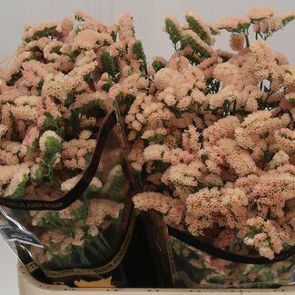 Freshy Limonium S Sin Ho Apricot