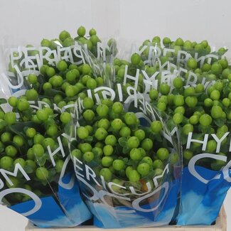 Freshy Hypericum Coco Bamboo