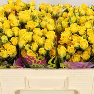 Freshy R tros Tarantella