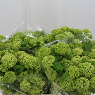 Freshy Sneeuwbal 2 Kop