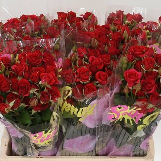 Freshy R tros Mirabel