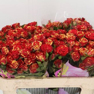 Freshy R tros Fire Flash