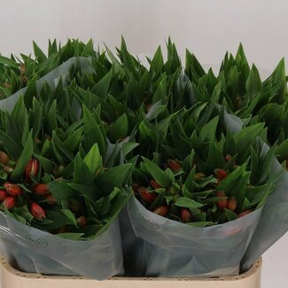 Freshy Alstroemeria Estee