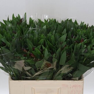 Freshy Korte Alstroemeria Incalelie “Rockstar” | Kleur: Rood | Lengte ± 60 centimeter | Per 20 stelen verse bloemen