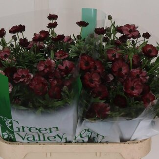 Freshy Ran.hollands Co Mag Chocolate