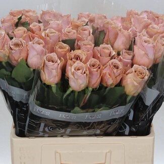 Freshy Rozen “Cortado” | Kleur: Bruin | Lengte ± 60 centimeter | Per 10 rozen