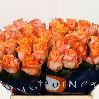 Freshy R Eq Twilight