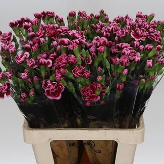 Freshy Trosanjer Berry