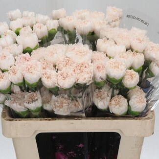 Freshy Anjer Kort Brut