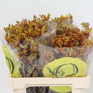 Freshy Anigozanthos Kangoeroepoot “Orange Velvet” | Kleur: Rood | Lengte ± 60 centimeter | Per 20 verse bloemen