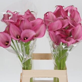 Freshy Zantedeschia Calla “Zazu” | Kleur: Roze | Lengte ± 65 centimeter | Per 10 verse bloemen