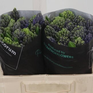 Freshy Hyacinth Delft Blue